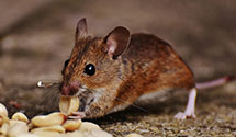 24 Hour & Emergency Exterminators in Chesapeake City, MD